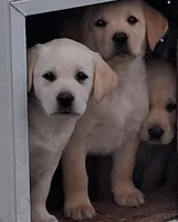 Della, a female Labrador Retriever for sale in Clyde, OH – Photo 5 of 5