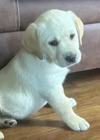 Della, a female Labrador Retriever for sale in Clyde, OH – Photo 3 of 5