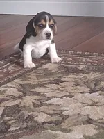 Timmy, a male Beagle for sale in Clyde, OH – 4 of 6