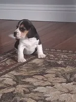 Timmy, a male Beagle for sale in Clyde, OH – 3 of 6
