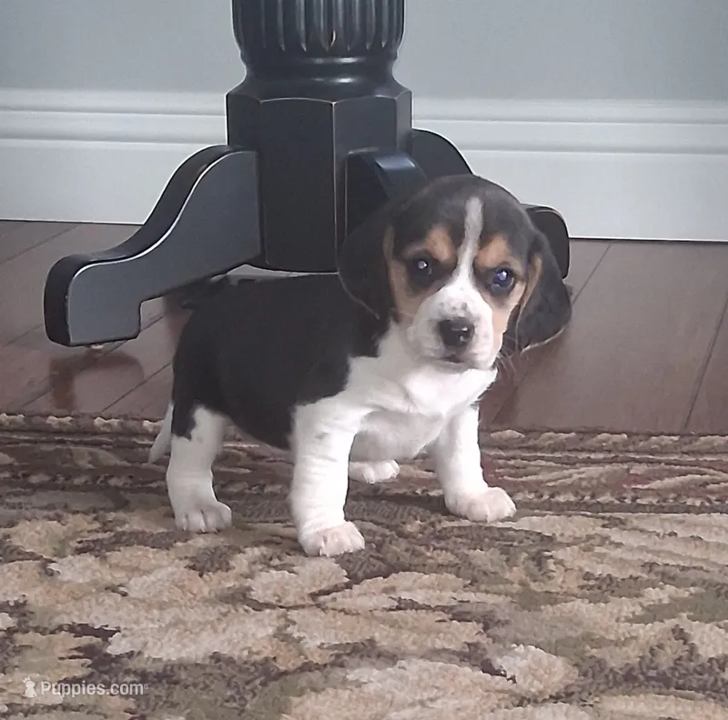 Timmy – Beagle puppy for sale in Clyde, OH