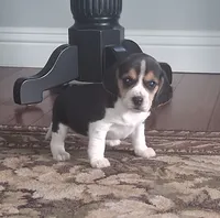 Timmy, a male Beagle for sale in Clyde, OH – 1 of 6