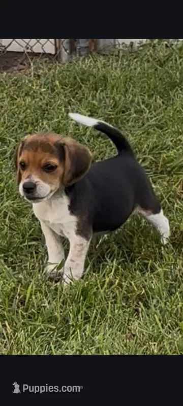 Jasper – Beagle puppy for sale in Clyde, OH