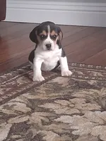 Timmy, a male Beagle for sale in Clyde, OH – 2 of 6
