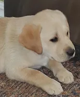 Jake, a female Labrador Retriever for sale in Clyde, OH – Photo 2 of 5