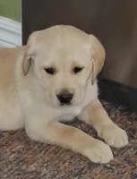 Jake, a female Labrador Retriever for sale in Clyde, OH – Photo 3 of 5