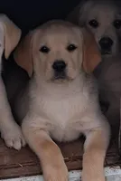 Jake, a female Labrador Retriever for sale in Clyde, OH – Photo 5 of 5