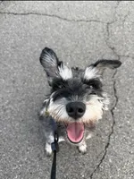 Max, a male Miniature Schnauzer for sale in Louisville, KY – Photo 2 of 4