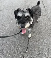 Max, a male Miniature Schnauzer for sale in Louisville, KY – Photo 4 of 4