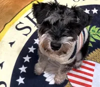 Max, a male Miniature Schnauzer for sale in Louisville, KY – Photo 1 of 4