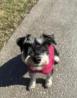Max, a male Miniature Schnauzer for sale in Louisville, KY – Photo 3 of 4