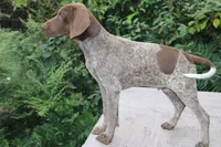 Quintin, a male German Shorthaired Pointer for sale in East Windsor, CT – 2 of 2