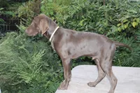 Dj, a male German Shorthaired Pointer for sale in East Windsor, CT – 2 of 2