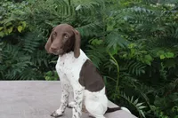 Ronald, a male German Shorthaired Pointer for sale in East Windsor, CT – 1 of 2
