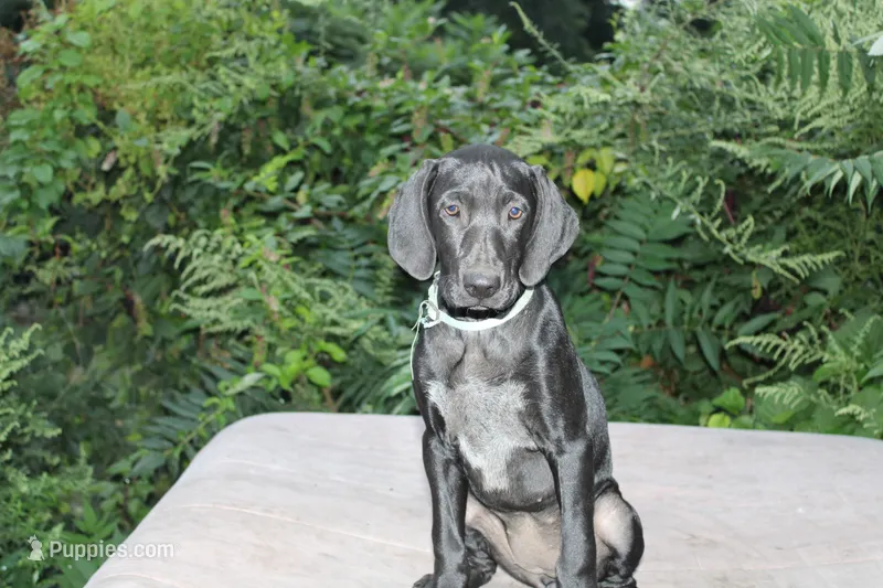Daisy – German Shorthaired Pointer puppy for sale in East Windsor, CT