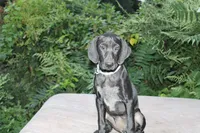 Daisy, a female German Shorthaired Pointer for sale in East Windsor, CT – 1 of 1