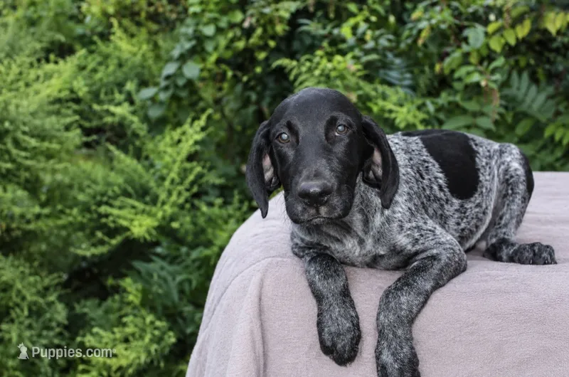 Maple – German Shorthaired Pointer puppy for sale in East Windsor, CT