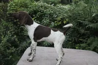 Ronald, a male German Shorthaired Pointer for sale in East Windsor, CT – 2 of 2