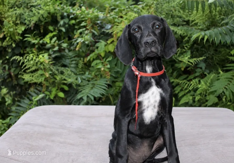 Cole – German Shorthaired Pointer puppy for sale in East Windsor, CT