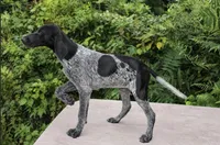 Maple, a female German Shorthaired Pointer for sale in East Windsor, CT – 2 of 2