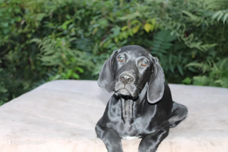 Willow – German Shorthaired Pointer puppy for sale in East Windsor, CT