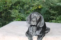 Willow, a female German Shorthaired Pointer for sale in East Windsor, CT – 1 of 2
