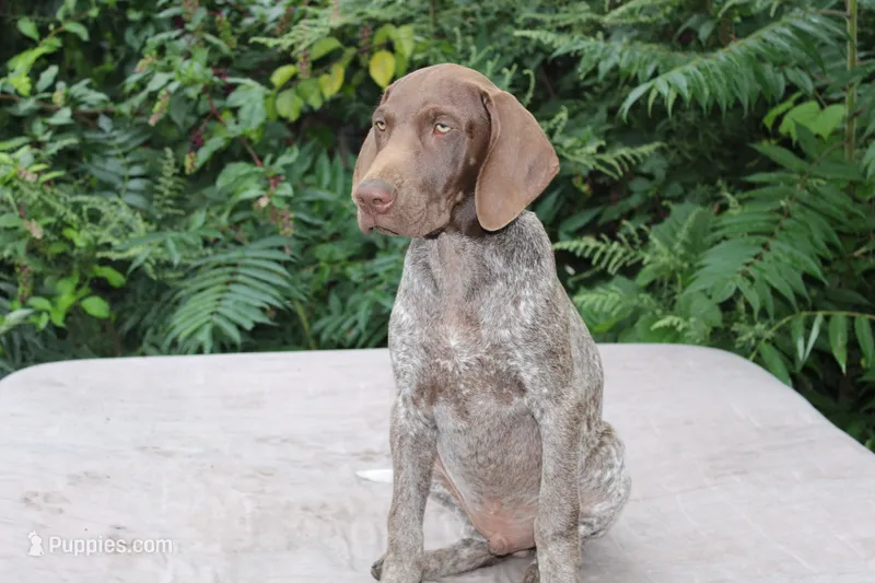 Quintin – German Shorthaired Pointer puppy for sale in East Windsor, CT