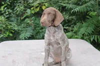 Quintin, a male German Shorthaired Pointer for sale in East Windsor, CT – 1 of 2