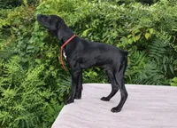 Cole, a male German Shorthaired Pointer for sale in East Windsor, CT – 2 of 2