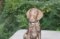 Dj, a male German Shorthaired Pointer for sale in East Windsor, CT – 1 of 2