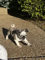 Button, a male Pug for sale in La Grange, KY – Photo 3 of 5