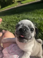 Button, a male Pug for sale in La Grange, KY – Photo 4 of 5