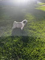 Button, a male Pug for sale in La Grange, KY – Photo 5 of 5