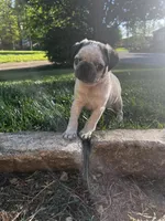 Button, a male Pug for sale in La Grange, KY – Photo 1 of 5