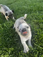 Button, a male Pug for sale in La Grange, KY – Photo 2 of 5