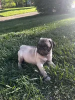 Mista, a male Pug for sale in La Grange, KY – Photo 3 of 4