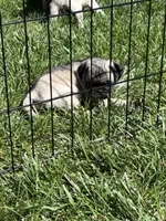 Mista, a male Pug for sale in La Grange, KY – Photo 4 of 4