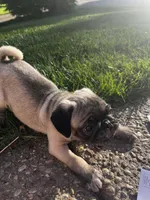 Mista, a male Pug for sale in La Grange, KY – Photo 1 of 4