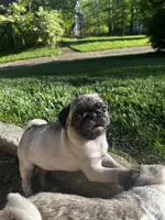 Mista, a male Pug for sale in La Grange, KY – Photo 2 of 4
