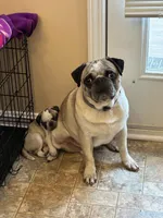 Cupcake, a female Pug for sale in La Grange, KY – Photo 2 of 3