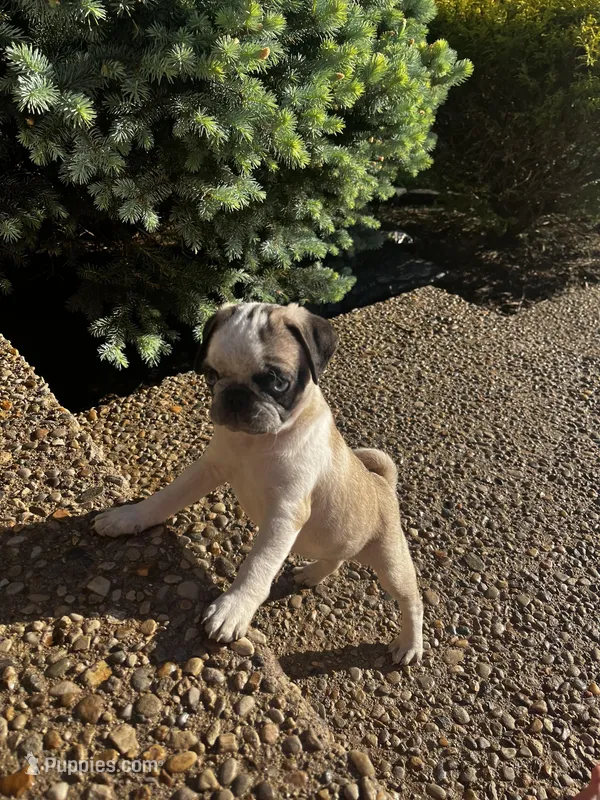 Cupcake, a female Pug for sale in La Grange, KY – Photo 1 of 3