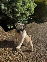 Cupcake, a female Pug for sale in La Grange, KY – Photo 1 of 3