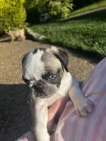 Cupcake, a female Pug for sale in La Grange, KY – Photo 3 of 3