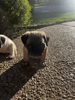 CheeseBurger, a male Pug for sale in La Grange, KY – Photo 2 of 2