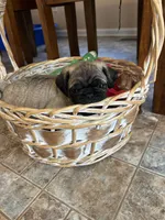 CheeseBurger, a male Pug for sale in La Grange, KY – Photo 1 of 2