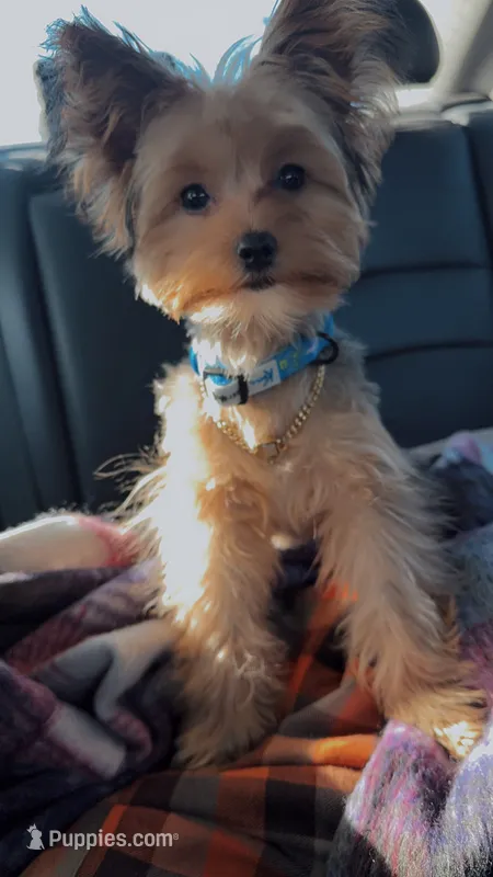 Pinky – Yorkshire Terrier puppy for sale in Lithia Springs, GA