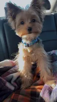 Pinky, a female Yorkshire Terrier for sale in Lithia Springs, GA – 1 of 6