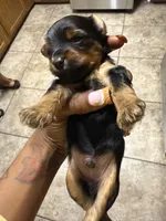 Pinky, a female Yorkshire Terrier for sale in Lithia Springs, GA – 6 of 6