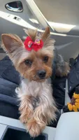 Pinky, a female Yorkshire Terrier for sale in Lithia Springs, GA – 2 of 6