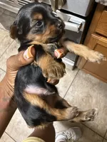 Pinky, a female Yorkshire Terrier for sale in Lithia Springs, GA – 5 of 6